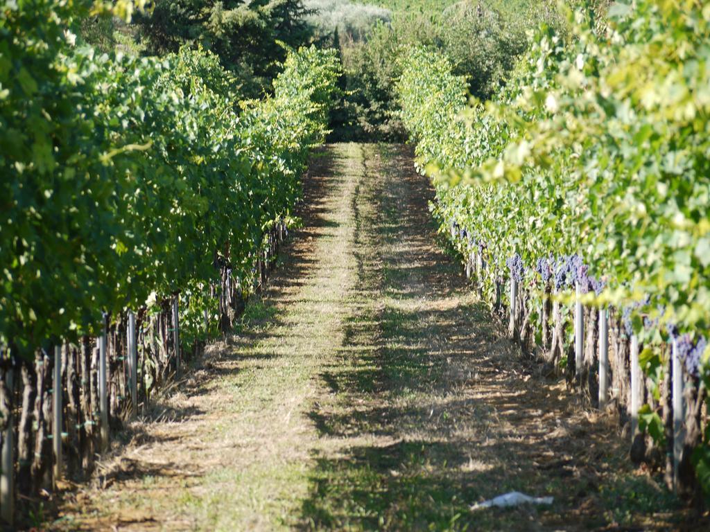 Azienda Agricola Polveraia San Gimignano Buitenkant foto